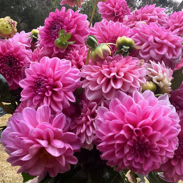 Dahlia- Pink Show (Tuber)