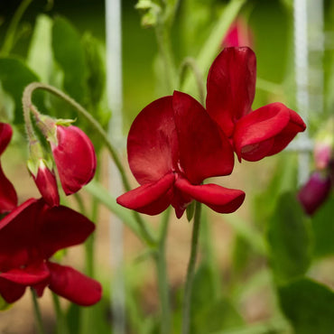 Sweetpea- Elegance Deep Red