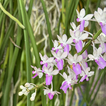 Ascocentrum Purple White Seeds for Planting – Organic, Heirloom, Non-GMO Flower Seeds
