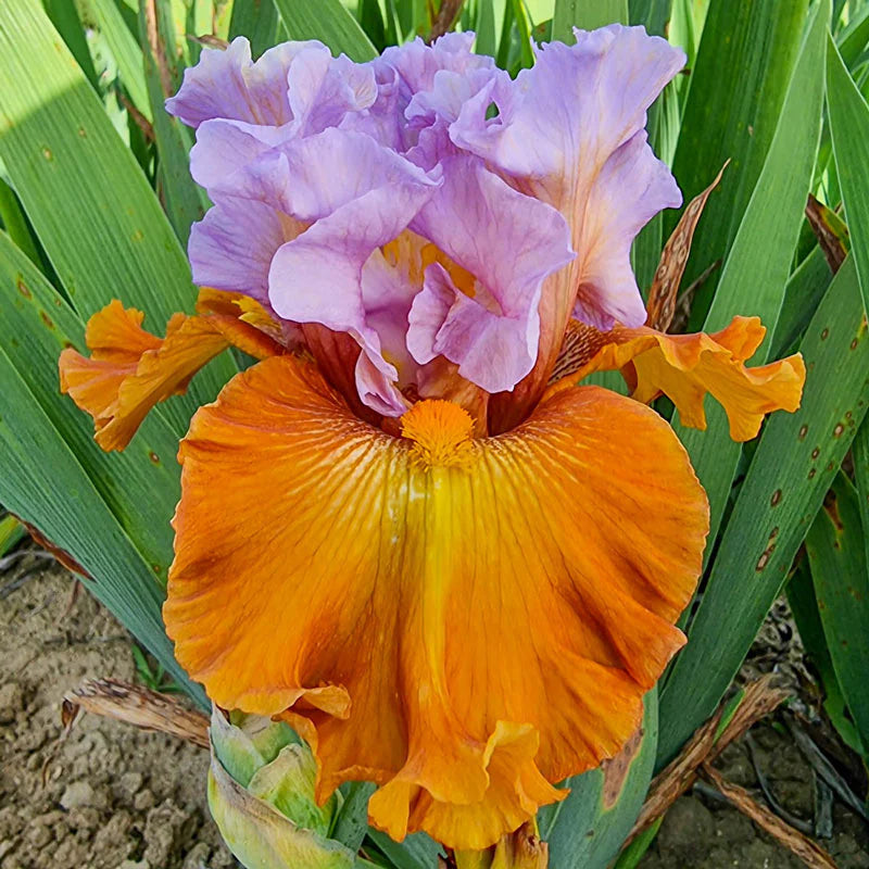 Valley of Dreams Bearded Iris