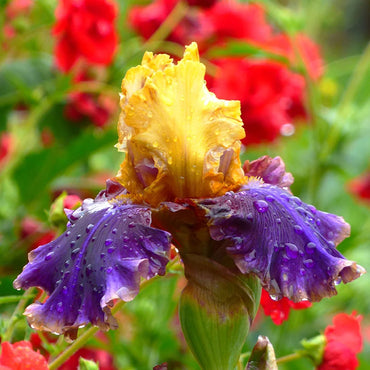 Final Episode Reblooming Bearded Iris