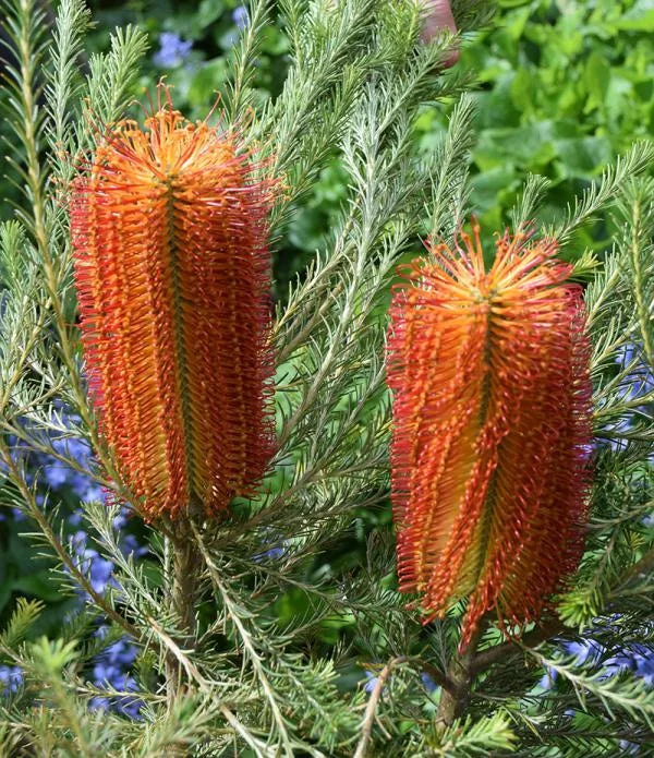Banksia- Heath-Leaved