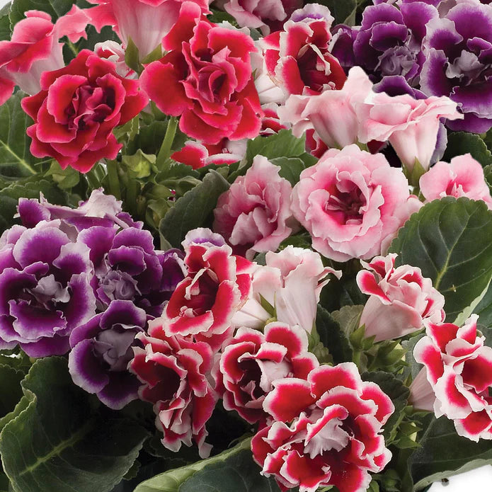 Organic Gloxinia Flower Seeds in Mixed Colors for Planting – Heirloom, Non-GMO