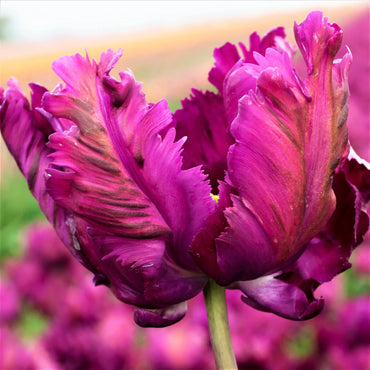 Parrot Tulip- Negrita