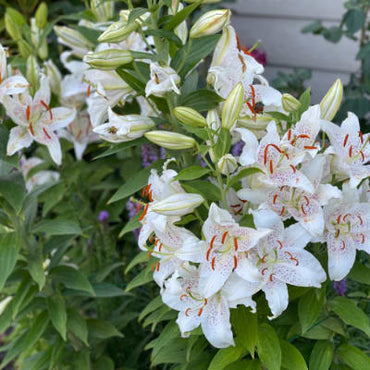 Muscadet Oriental Carpet Border Lily Seeds