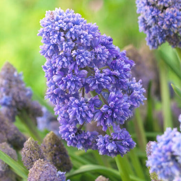 Muscari- Fantasy Creation