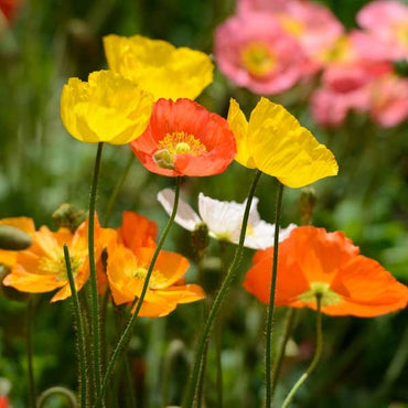 Poppy Iceland Nudicale Mixed Color Flower Seeds