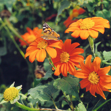Heirloom Non-GMO Mexican Sunflower Seeds – Orange Blooms for Planting
