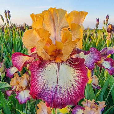 Red Hot Chili Reblooming Bearded Iris