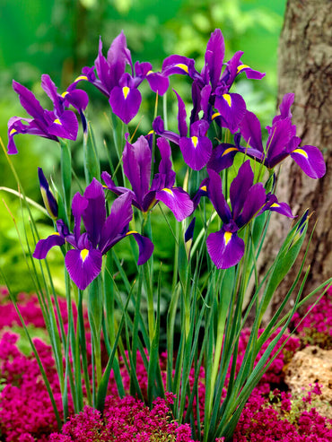 Purple Tall Dutch Iris Seeds