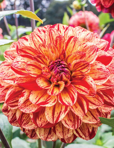 Dahlia- Bushfire (Tuber)