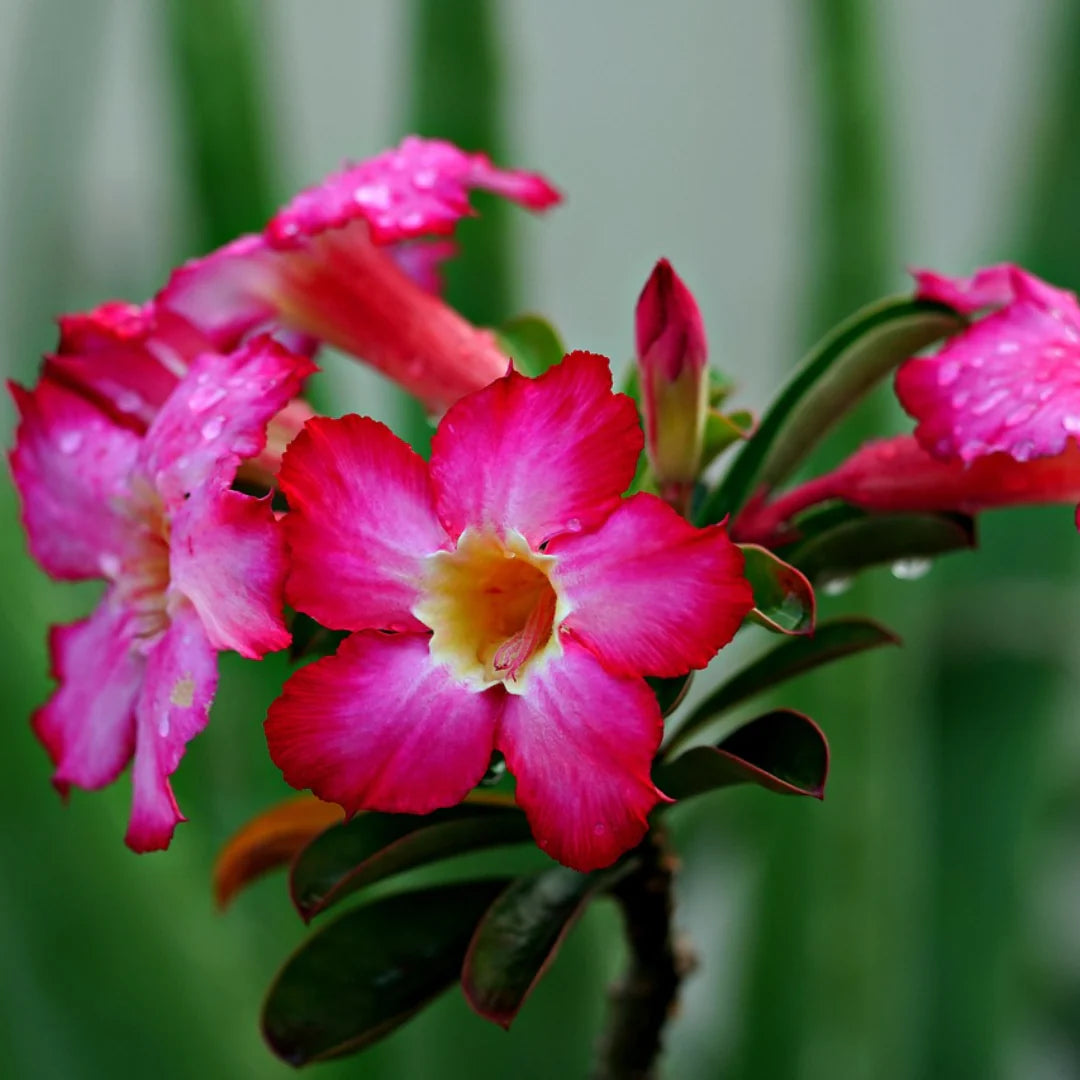 Pink Adenium Flower Seeds for Planting - 100 pcs