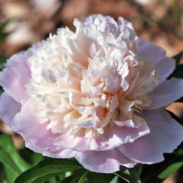 Mme. Calot Peony