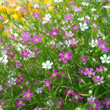 Gypsophila- Elegans Mixed