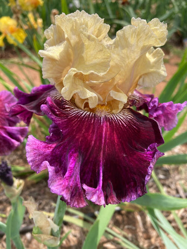 Royal Harlequin Bearded Iris