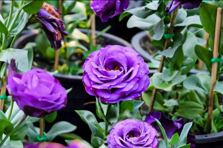 Purple Lisianthus Flower Seeds for Planting - Heirloom, NON-GMO Seeds - Beautiful Garden Blooms