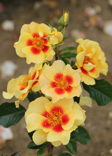 Rose- Eye of the Tiger