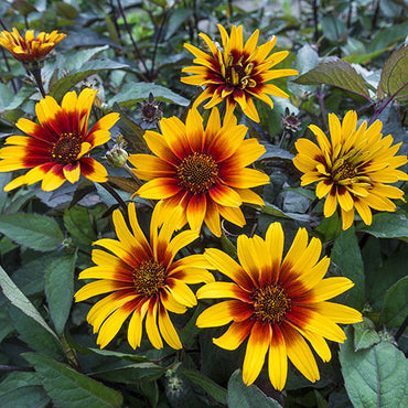 False Sunflower Breeders Mixture
