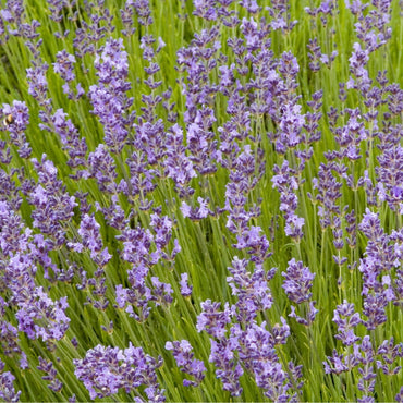 Lavender- Bee (seedling)