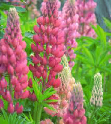 Lupin- Nigrescens Pink