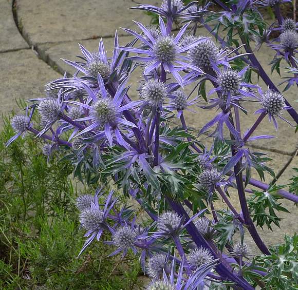 Mediterranean Sea Holly