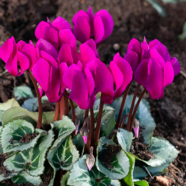 Ruby Glow Hardy Fall Blooming Cyclamen Seeds
