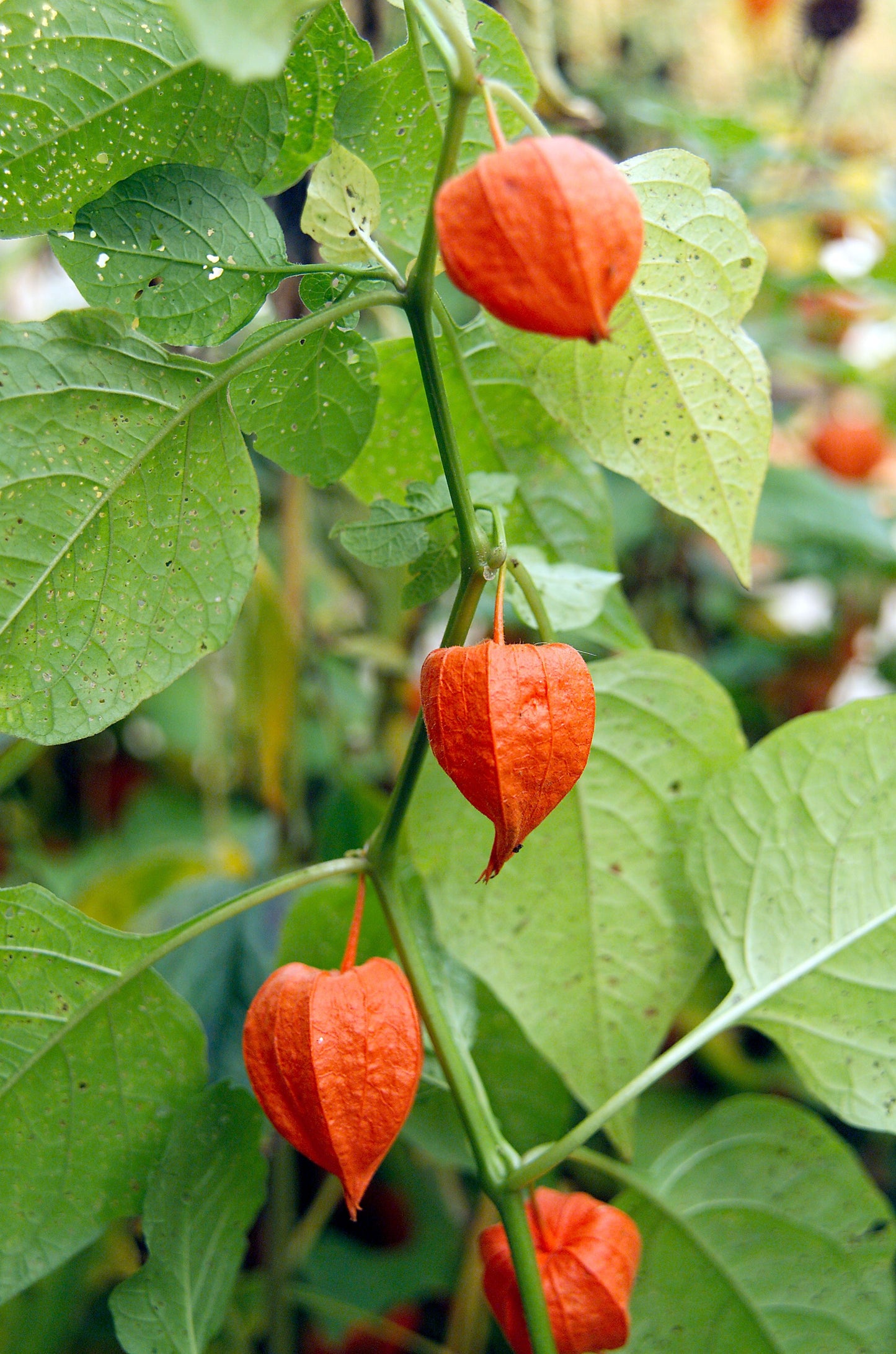 Chinese Lantern