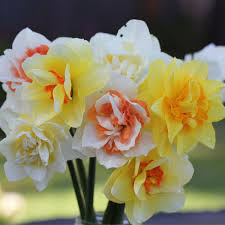 Double Daffodil Mixture Seeds