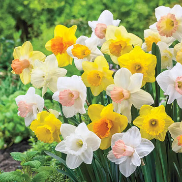 Giant Trumpet Daffodils for Naturalizing Seeds