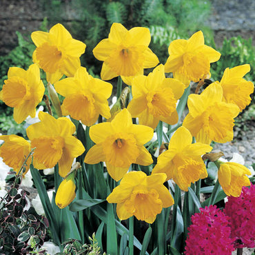 Giant Yellow Jonquils for Naturalizing Seeds
