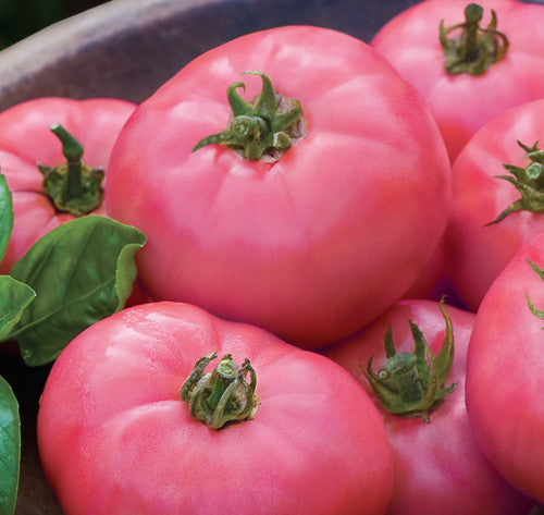 Pink Wonder – Tomato Seed