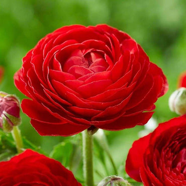 Ranunculus- Primo Rosso Red (Corm)