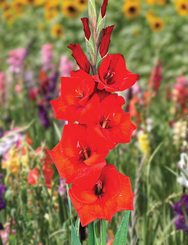 Gladiolus- Costello