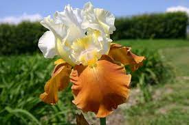 Fall Fiesta Bearded Iris