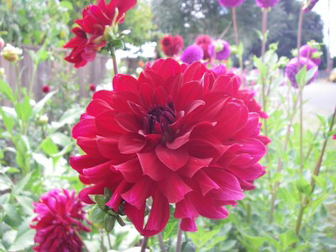 Dahlia- Red Gem (Tuber)