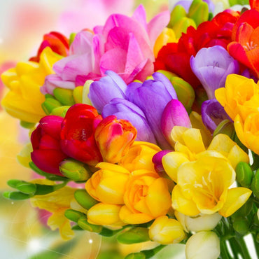 Freesia- Giant Single Mixed