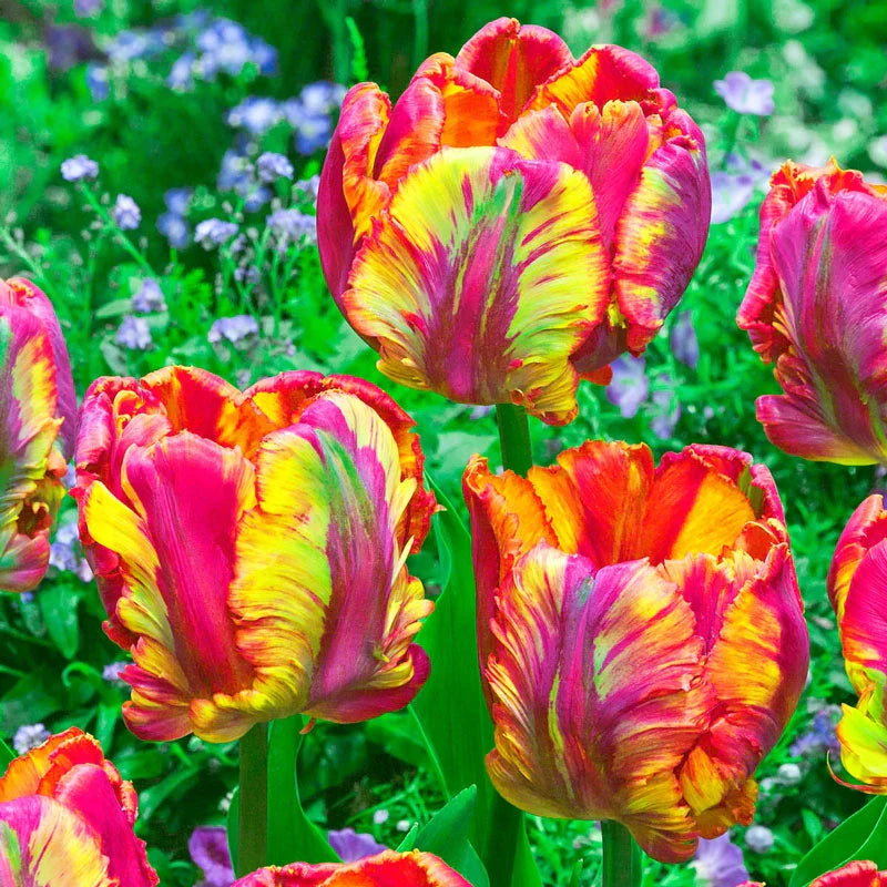 Flaming Beauties Tulip Collection Seeds