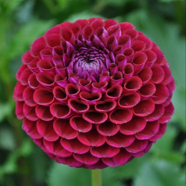 Dahlia- Ivanetti (Tuber)