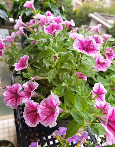 Pink & White Petunia Flower Seeds for Planting - Heirloom, NON-GMO, Easy to Grow Garden Blooms