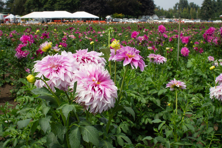 Dahlia Swan Island Seeds – Organic, Heirloom, Non-GMO Flower Seeds for Planting