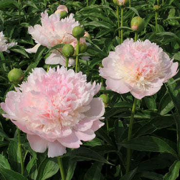 Lady Alexandra Duff Peony