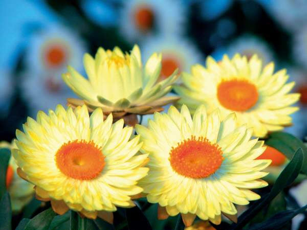 Everlasting Daisy- Lemon