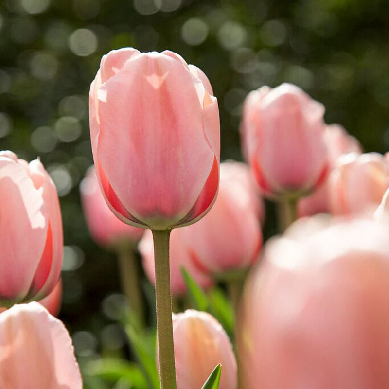 Salmon Impression Tulip Seeds
