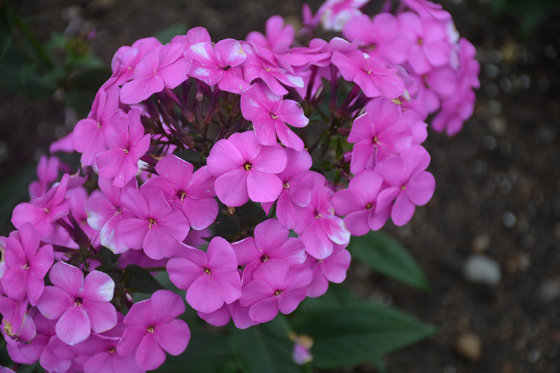 Cloudburst Phlox