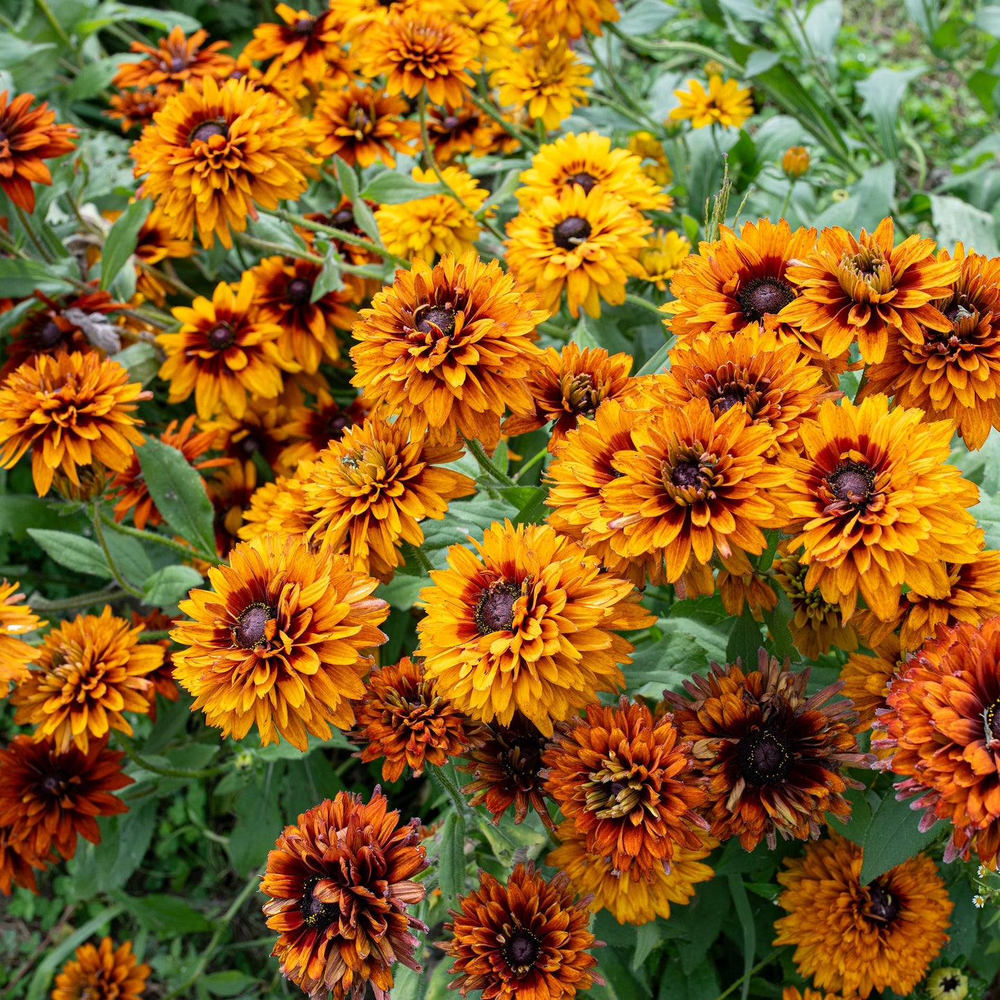 Cherokee Sunset Rudbeckia