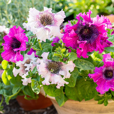Petunia- Superbissima Mix