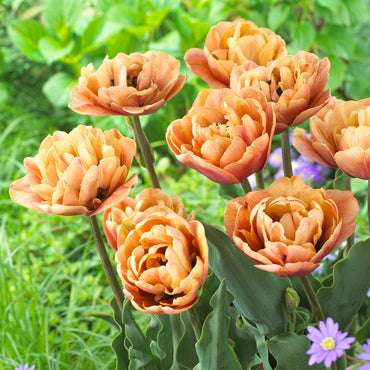 La Belle Epoque Tulip Seeds
