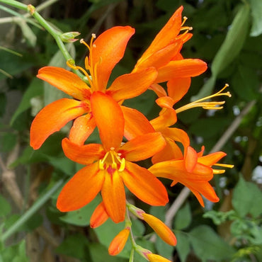 Orange Crocosmia flower seeds for planting - Heirloom and Non-GMO garden seeds