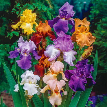 Twilight Splendour Bearded Iris Mixture
