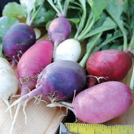 Easter Egg II – Radish Seed